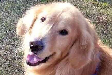 ワンちゃん専用