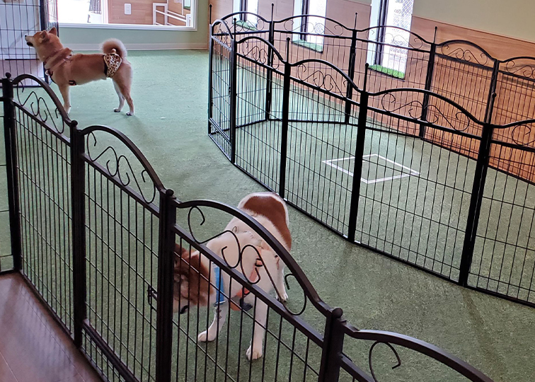 室内ドッグラン