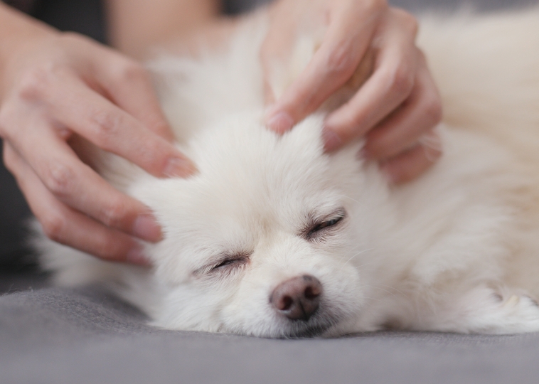 ドッグマッサージ